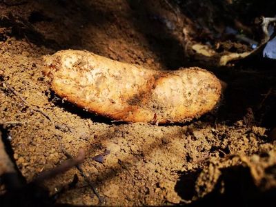 天麻是一種無根無葉的草本植物,卻能開花、結(jié)實、生子,神奇得很