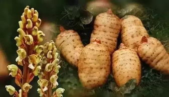 漲知識(shí)了 原來(lái)貴州藏著這么多全國(guó)有名的 特色鄉(xiāng)