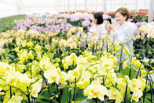 高原特色農(nóng)業(yè)從全產(chǎn)業(yè)鏈中崛起